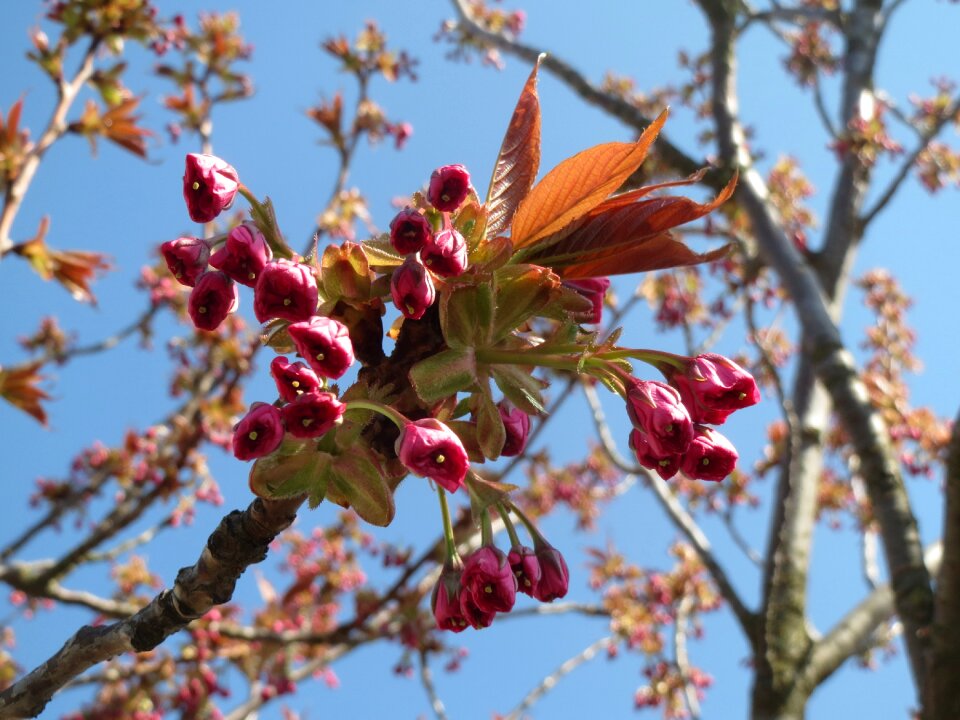 Oriental cherry east asian cherry tree