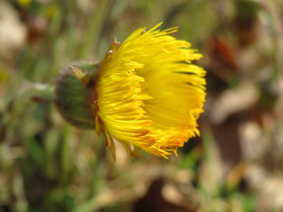 Blossom flora plant