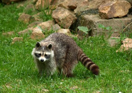 Furry animal world zoo