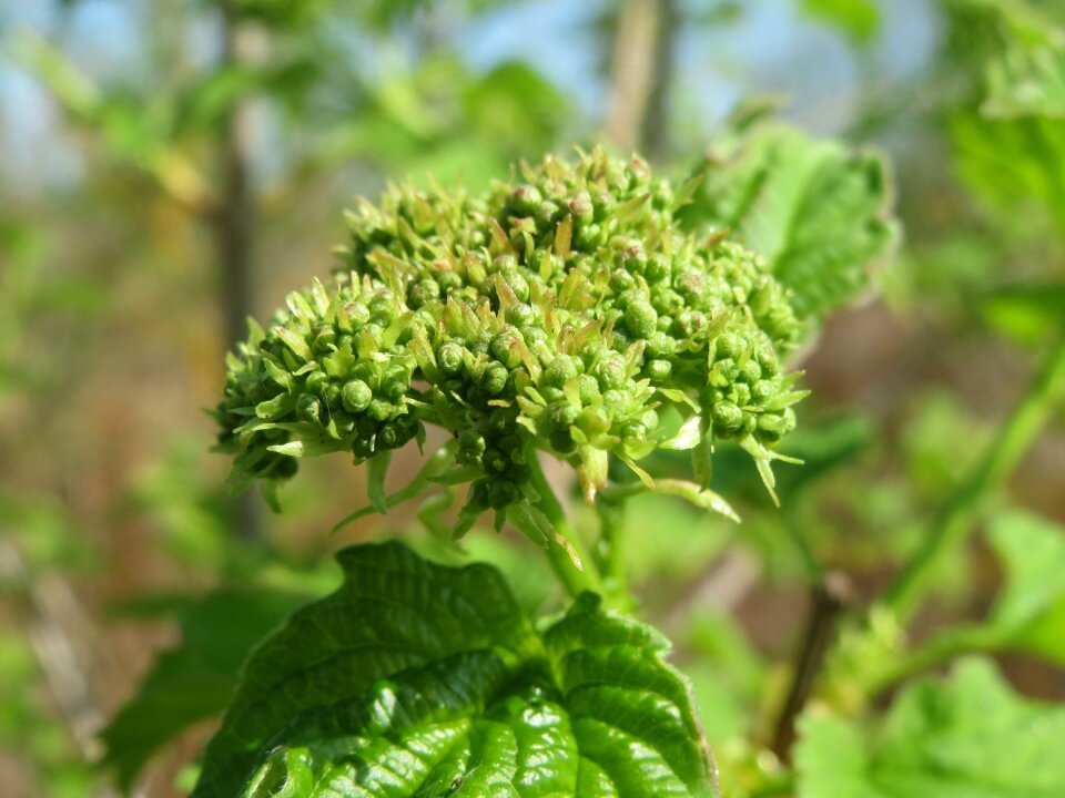 Flora plant botany