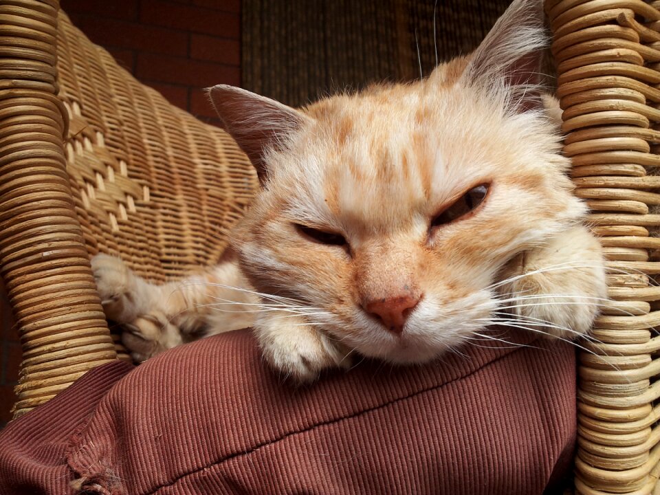 Cat's eye relaxation nap