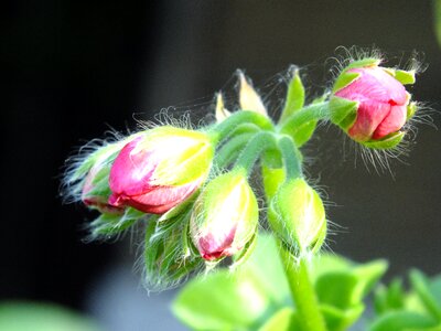 Spider web flowers garden flower