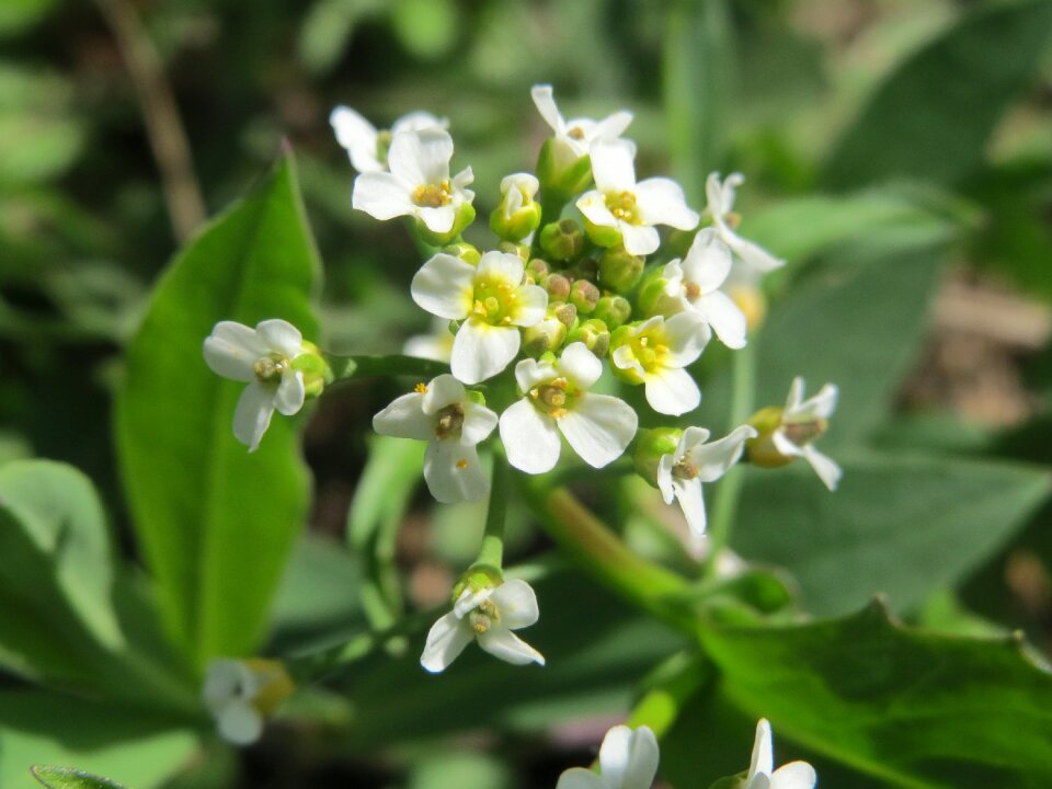 Flora botany plant