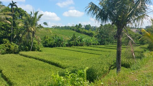 Landscape bali dream