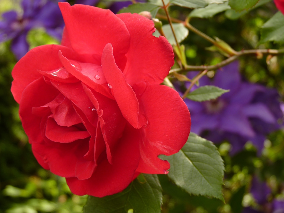 Red rose rose bloom fragrance