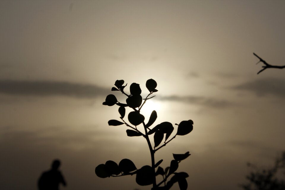 Flower landscape silhouette