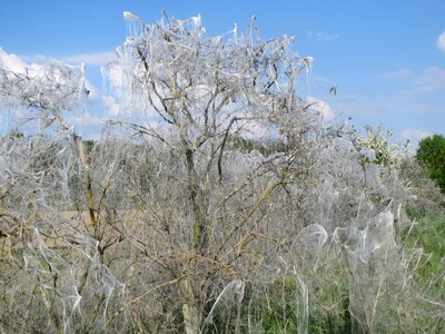Insect flora fauna