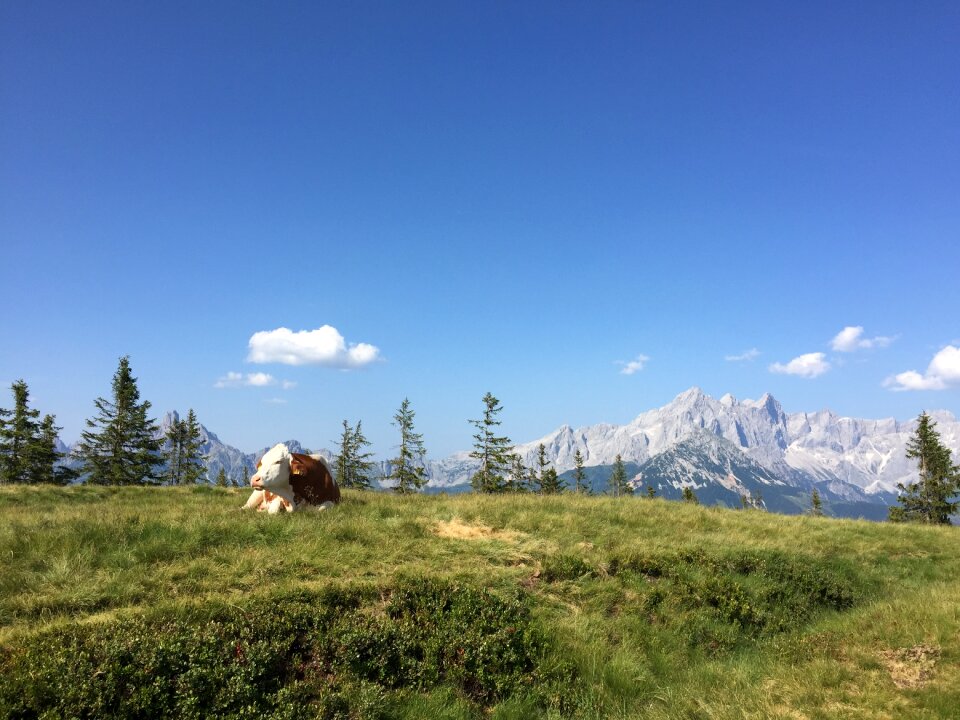 Alps landscape summer