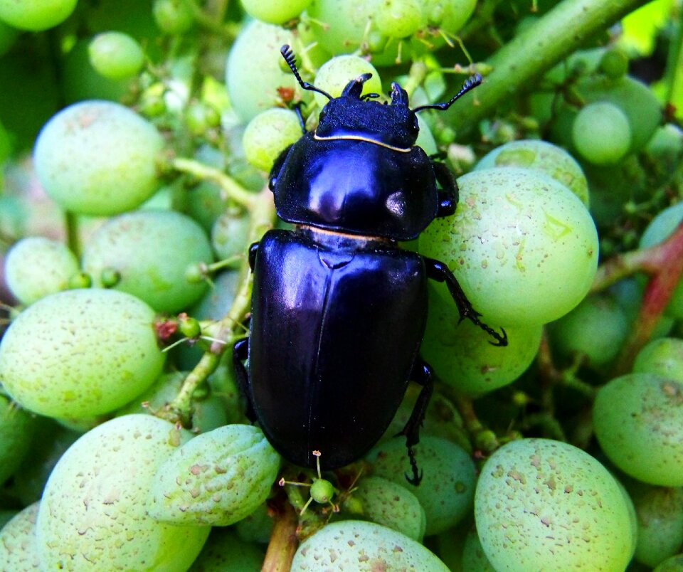 Stag-beetle feminine insect