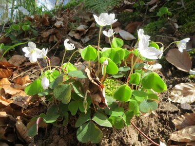 Wildflower flora botany