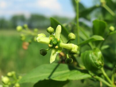 Common spindle inflorescence flora