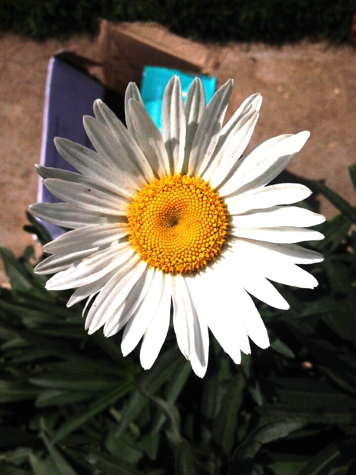 Blooming botany