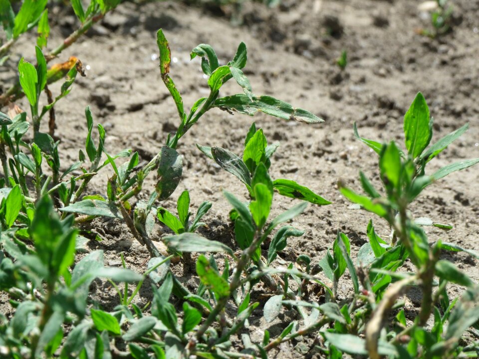 Pigweed lowgrass flora