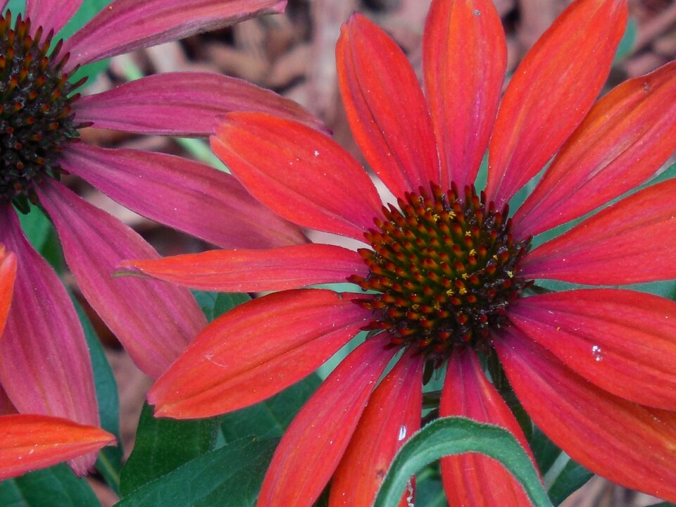 Nature plant echinacea