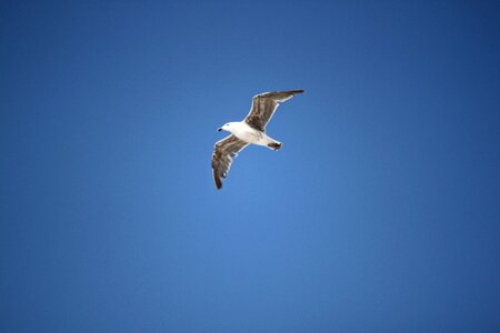 Seagull bird flight