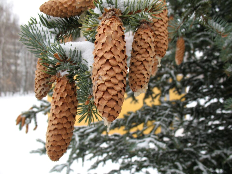 Forest winter russia