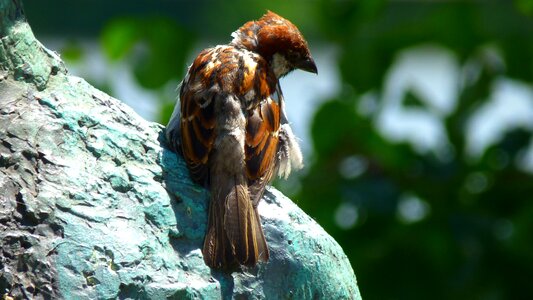 Bird animal sitting