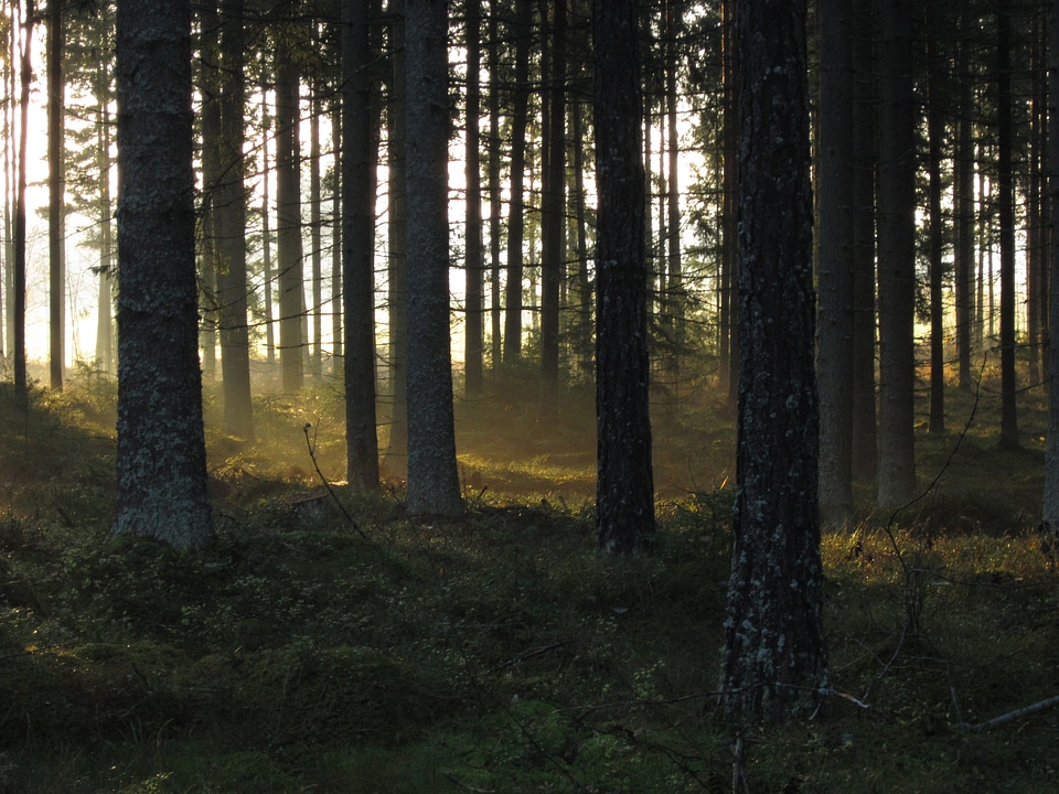 Sunrise morning coniferous