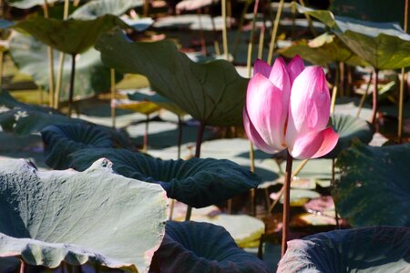 Lotus leaf flower pink