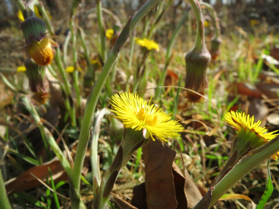 Blossom flora plant