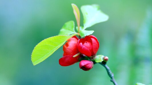 Crop snow berry branch photo