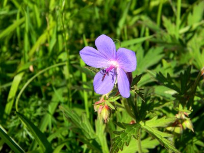 Plant blue geranium perennial photo
