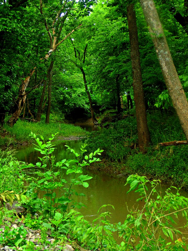 Nature tree landscape