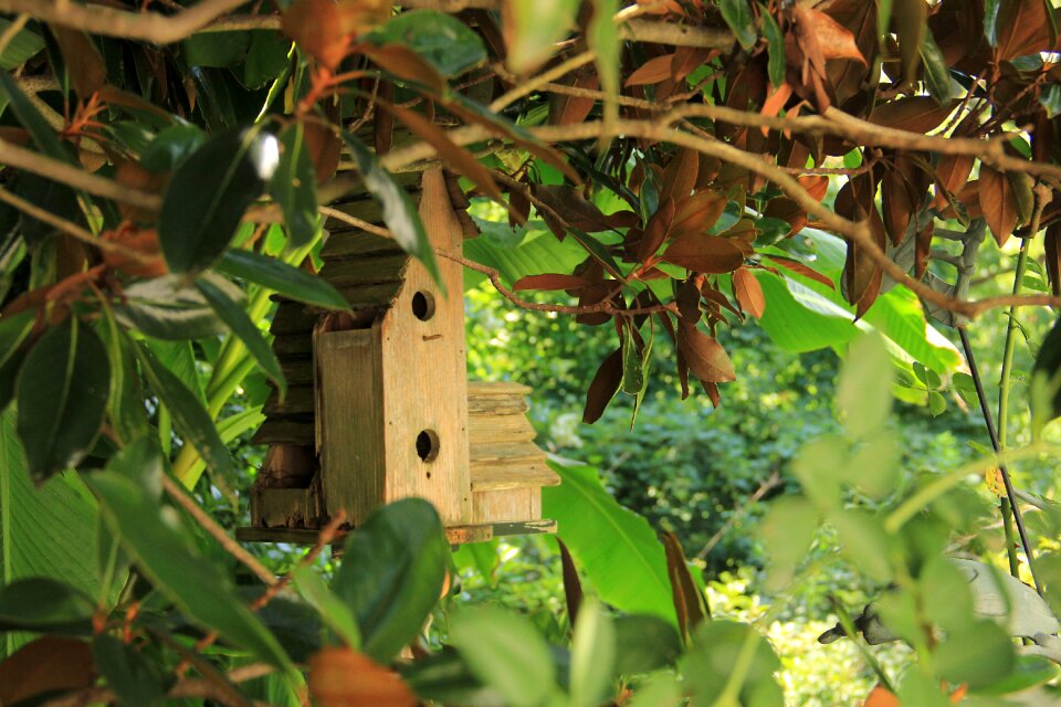 Nature garden bird