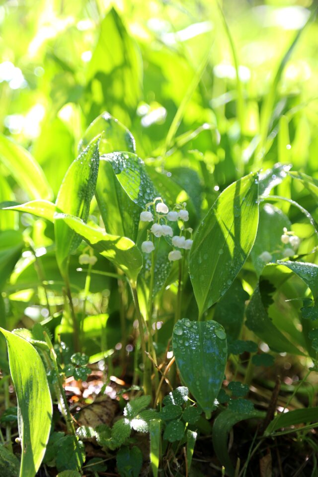 Japan lily of the valley ran flowers