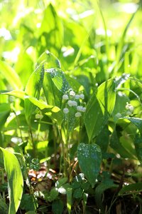 Japan lily of the valley ran flowers photo