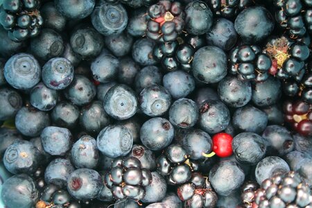 Blueberries blackberries mature photo