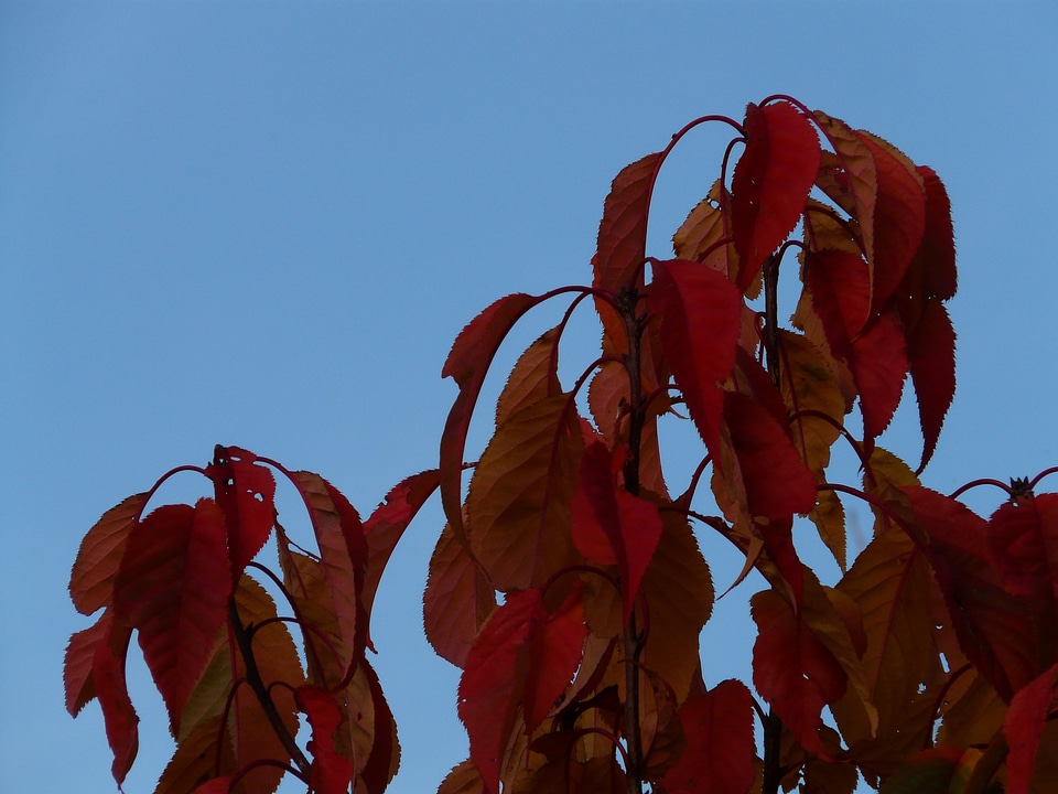 Autumn japanese flowering cherry prunus serrulata