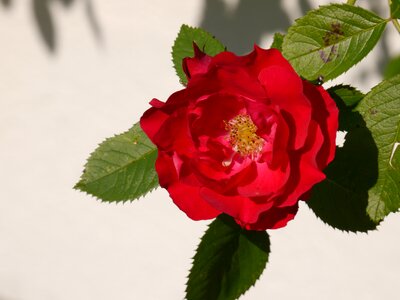 Flower red rose bloom photo