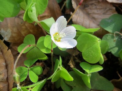 Wildflower flora botany