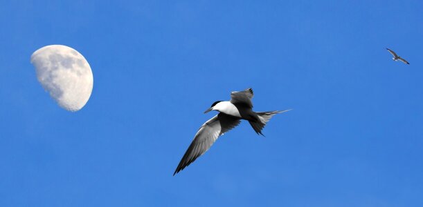 Blue sky seagull day photo
