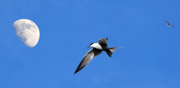 Blue sky seagull day