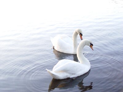 Water bird white photo