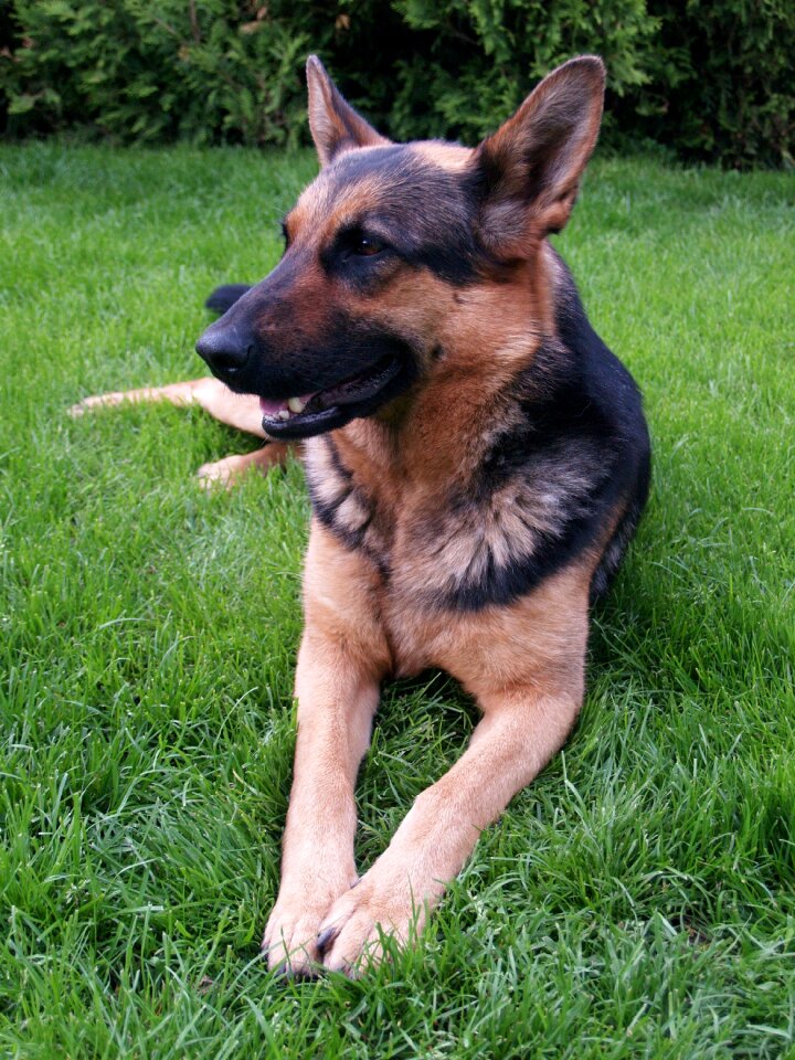 Animal german shepherd beast