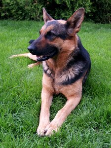 Animal german shepherd beast