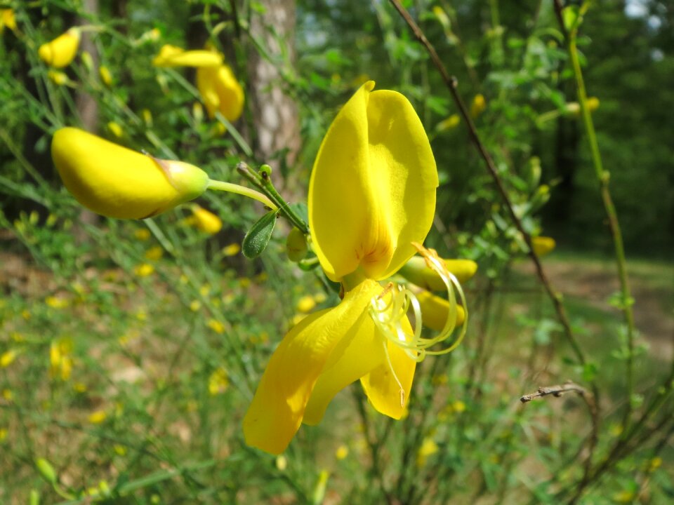 Wildflower flora blossom