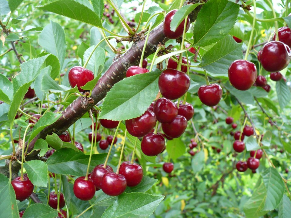Garden branch berry