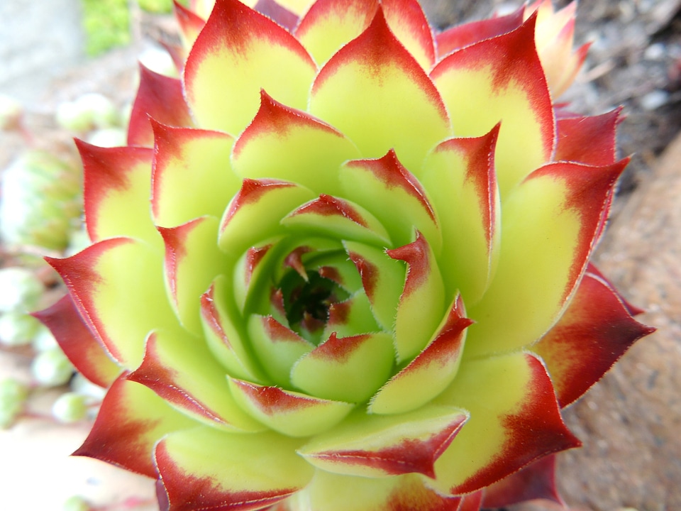Plant nature flower