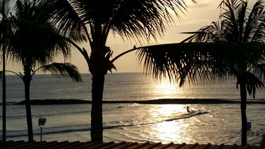 Bali sunset palm trees photo
