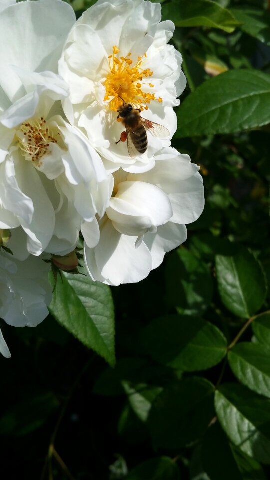 Blossom bloom petals