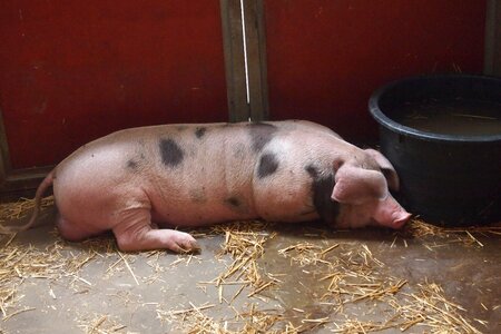 Pig stable farm