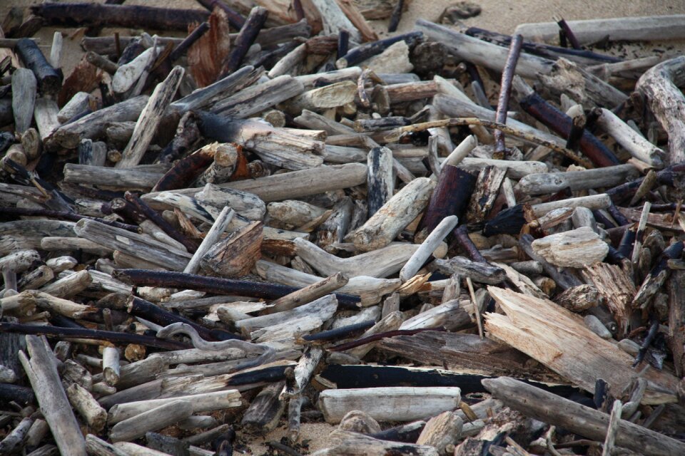 Wood landscape tropical