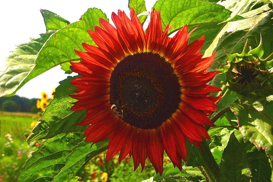 Petals bloom gardening