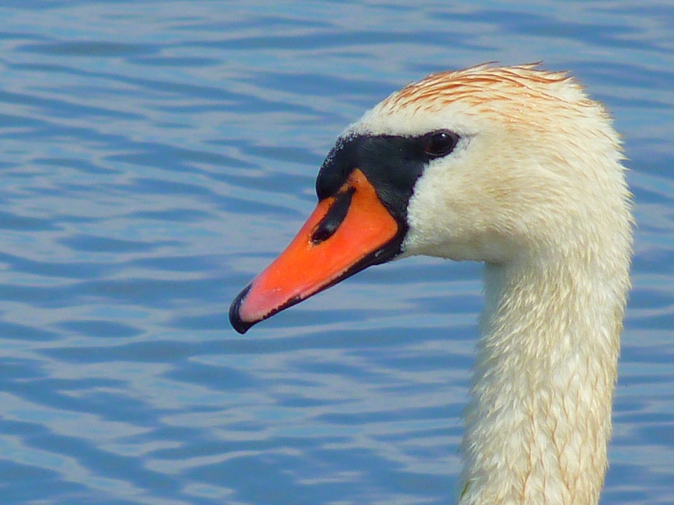 Water bird head water