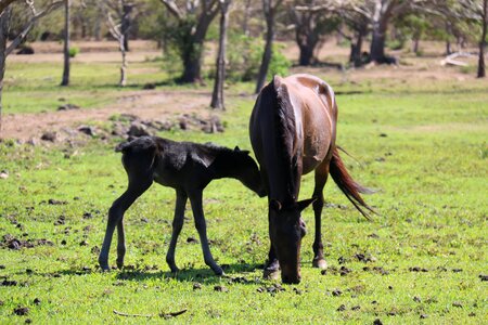 Horse mare foal photo
