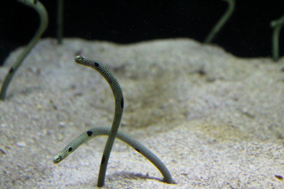 Underwater aquarium